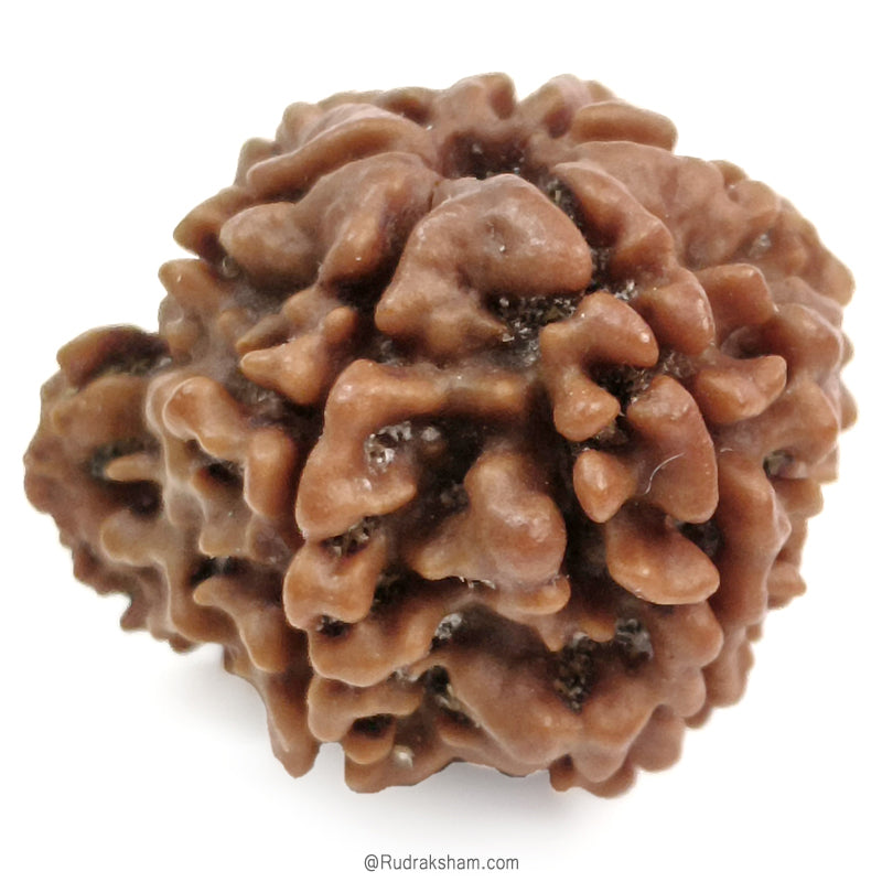 (23.25mm) Ganesh Rudraksha Bead | Authentic and Genuine Nepal Five Faced Ganesha Rudraksha 