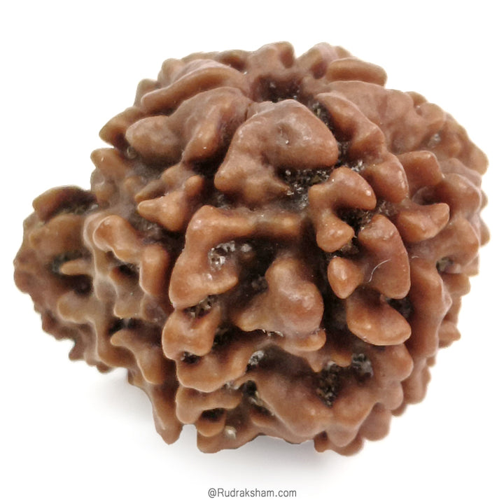 (23.25mm) Ganesh Rudraksha Bead | Authentic and Genuine Nepal Five Faced Ganesha Rudraksha 