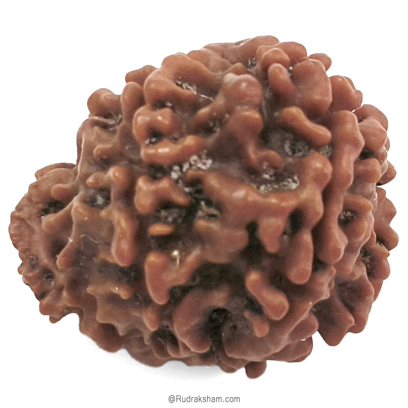 (23.89mm) Ganesh Rudraksha Bead | Authentic and Genuine Nepal Six Faced Ganesha Rudraksha 