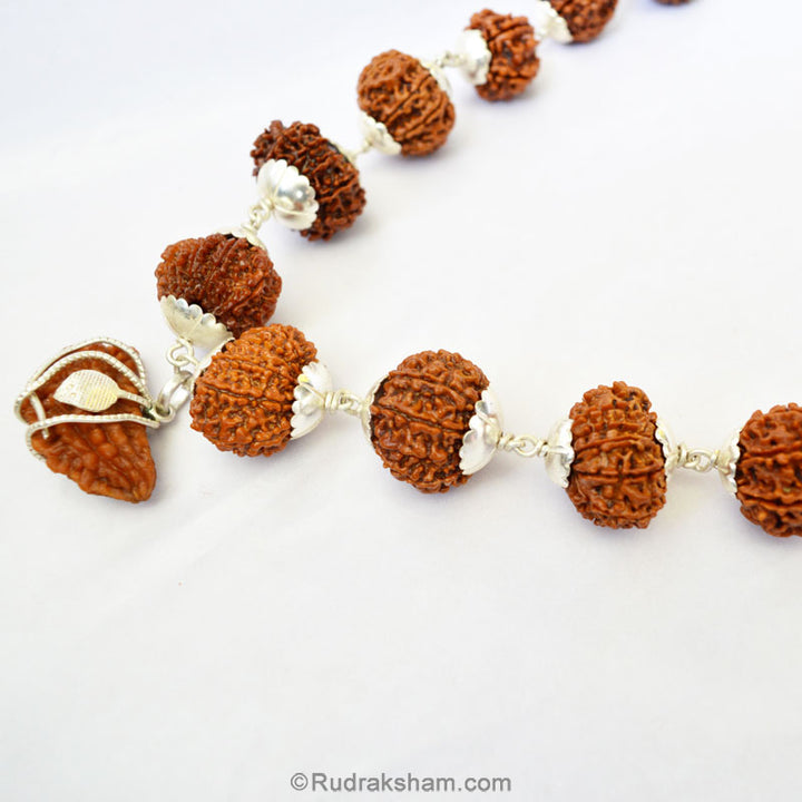 1-13 Mukhi Collector Rudraksha Beads Kantha Mala | Energised and Original Nepal Rudraksha Beads Configuration - 4