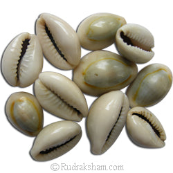 Kauri Beads - Cowry Shell