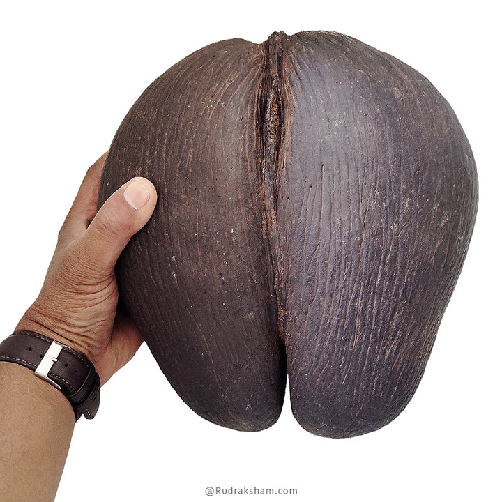 Khappar - Original Fruit Coco De Mer | Natural Pair of Khappar