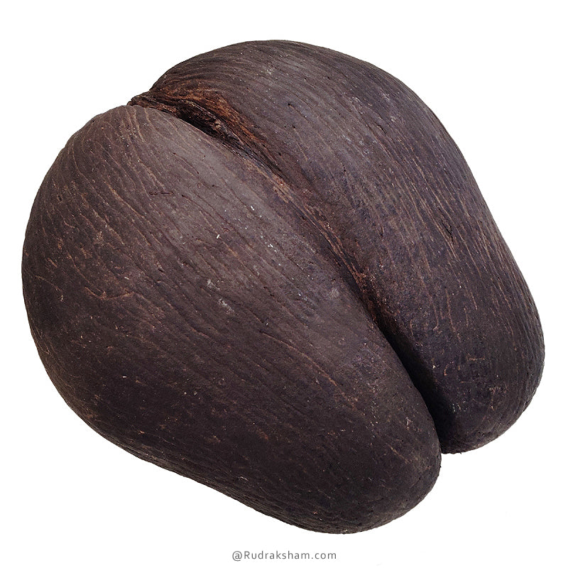 Khappar - Original Fruit Coco De Mer | Natural Pair of Khappar