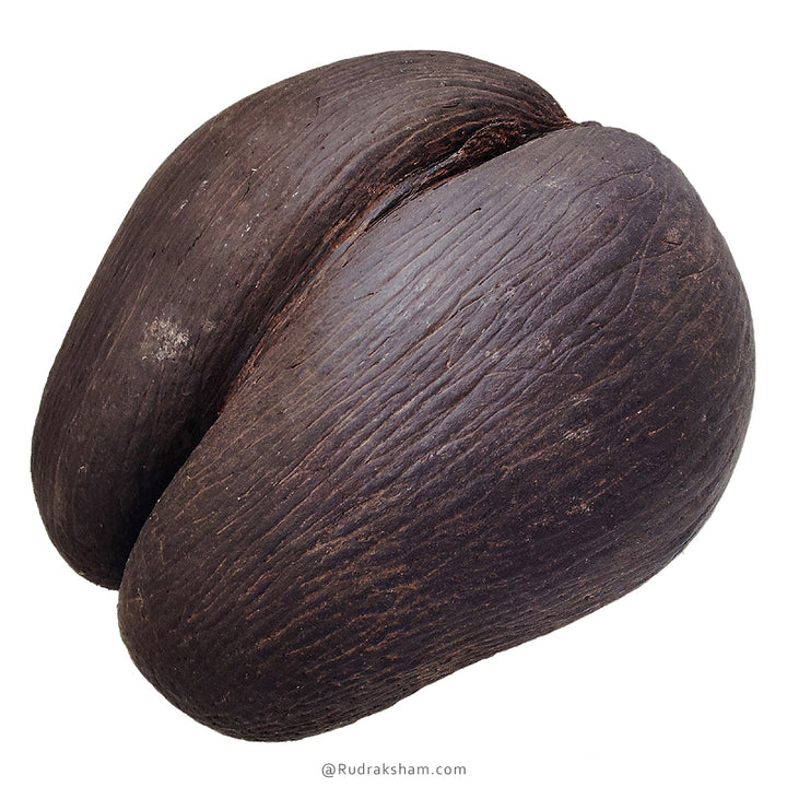 Khappar - Original Fruit Coco De Mer | Natural Pair of Khappar