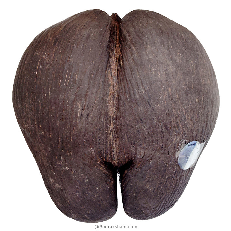 Khappar - Original Fruit Coco De Mer | Natural Pair of Khappar