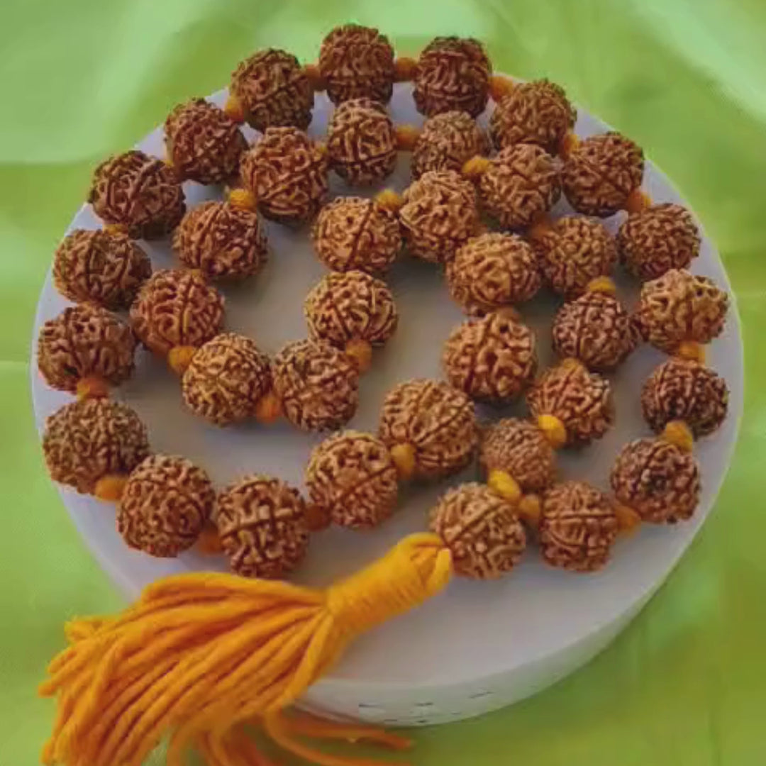 Original 8 Mukhi Nepalese Rudraksha Kantha for Obstacle Removal & Success | 36+1 Beads