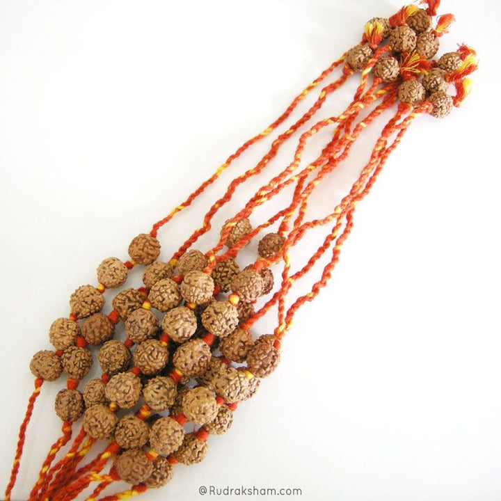 Rudraksha Moli Band - Rudraksha Beads with Mauli Thread ( Kalawa ) | Sacred Hindu Pooja Thread with Rudraksha Beads to make a Wrist Bracelet
