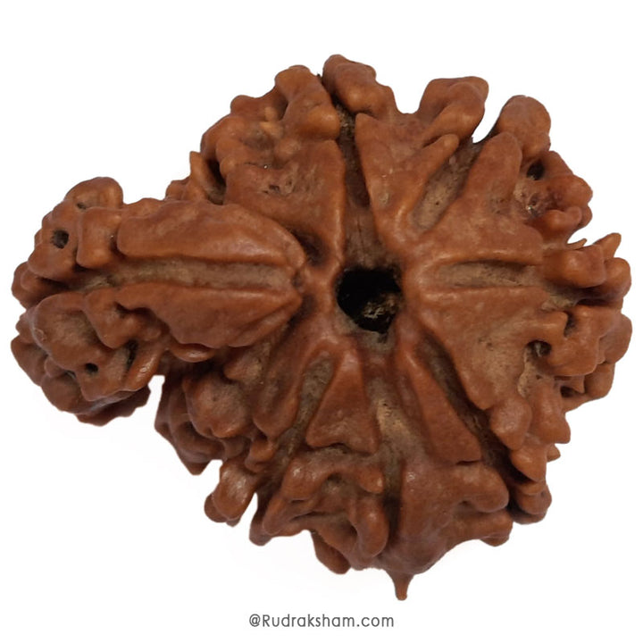 Savar Rudraksha Bead From Nepal | 100% Original Natural and Energised Savar Naag Rudraksha Bead