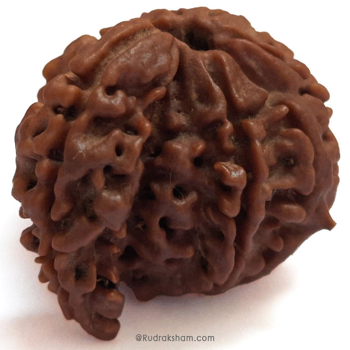 Savar Rudraksha Bead From Nepal | 100% Original Natural and Energised Savar Naag Rudraksha Bead