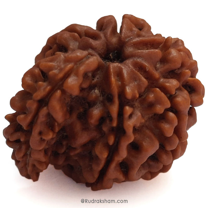 Collector Savar Rudraksha Bead | Nepali Savar Naag Rudraksha Best price and Benefits 