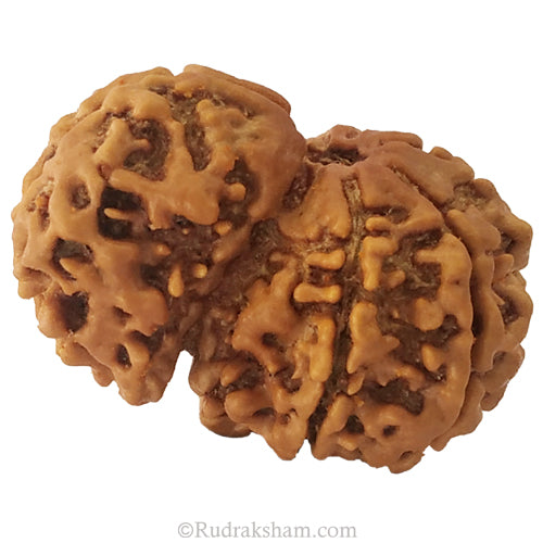 Collector Savar Rudraksha Bead | Nepali Savar Naag Rudraksha Best price and Benefits 
