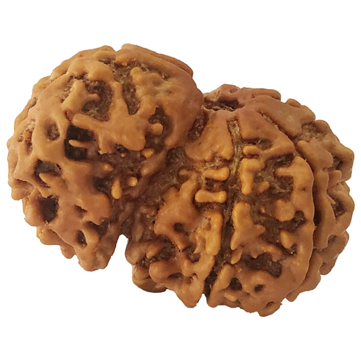 Collector Savar Rudraksha Bead | Nepali Savar Naag Rudraksha Best price and Benefits 
