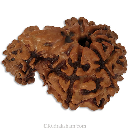 Savar Rudraksha Bead From Nepal | 100% Original Natural and Energised Savar Naag Rudraksha Bead