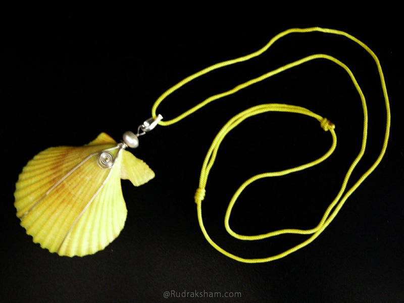  Real Natural Sea Shell