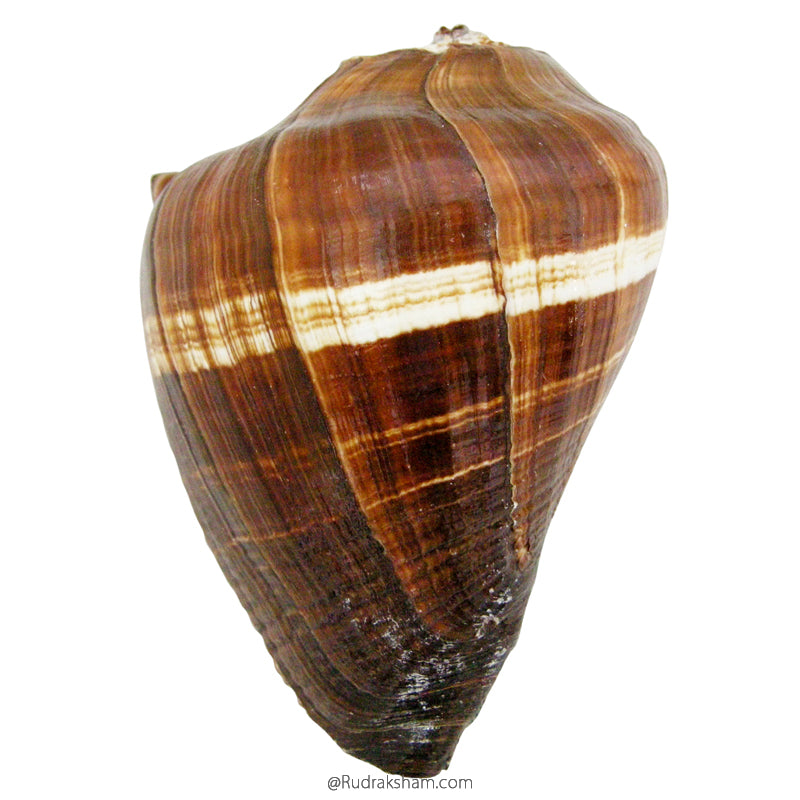  Vamavarti Shankha | Left Hand Conch Shell Sankh