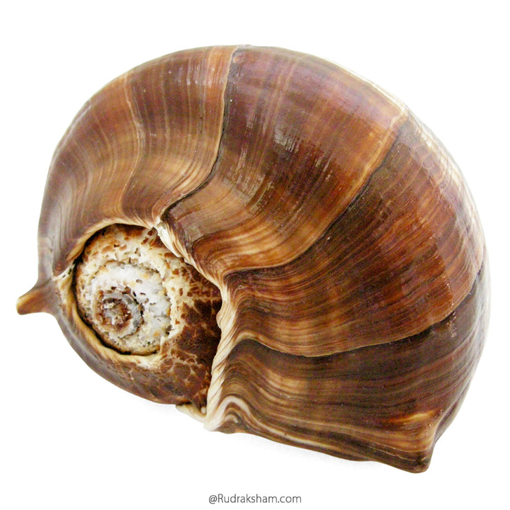  Natural Jal Sankha for Pooja | Vamavarti Left Handed Natural Shankh To Offer Water To God 