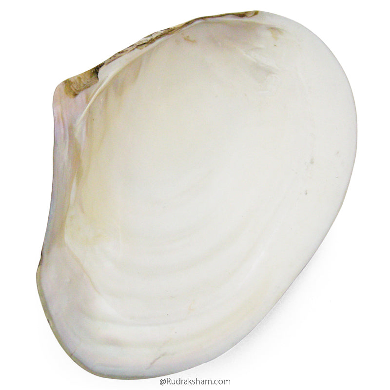 Sea Shell Seep, Scallop Shell, Real Seashells For Sale, Mother of Pearl ...