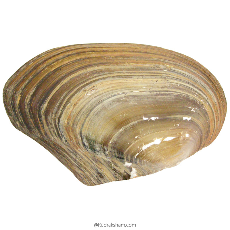 Sea Shell Seep, Scallop Shell, Real Seashells For Sale, Mother of Pearl ...
