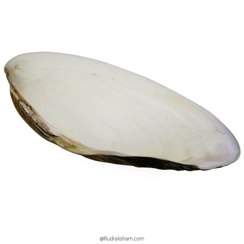 Sea Shell Seep, Scallop Shell, Real Seashells For Sale, Mother of Pearl ...