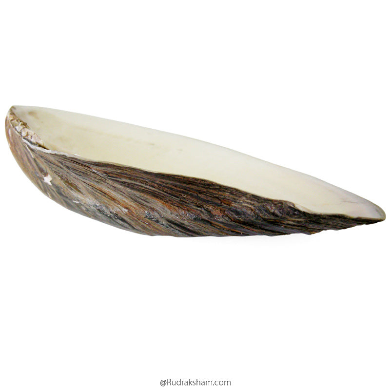 Reall Shell Sea Shell Seep, Scallop Shell, Real Seashells For Sale, Mother of Pearl ...