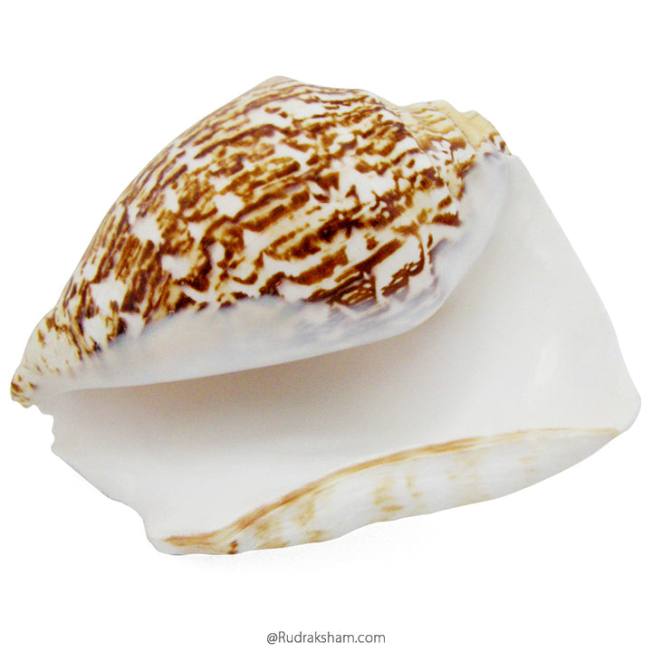  Vamavarti Shankha ( Conch ) 