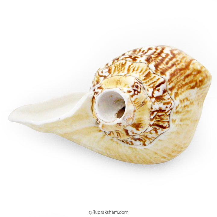  Left handed Conch shell