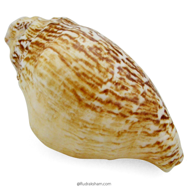  Natural Vamavarti Blowing Shankh / Sankh with Natural Colors and Design