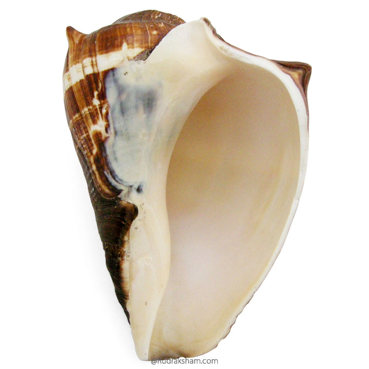 Conch Shell Brown, Vamavarti Shankha | Left Hand Conch Shell Sankh, Natural Jal Sankha for Pooja | Left Handed Natural Shankh To Offer Water To God