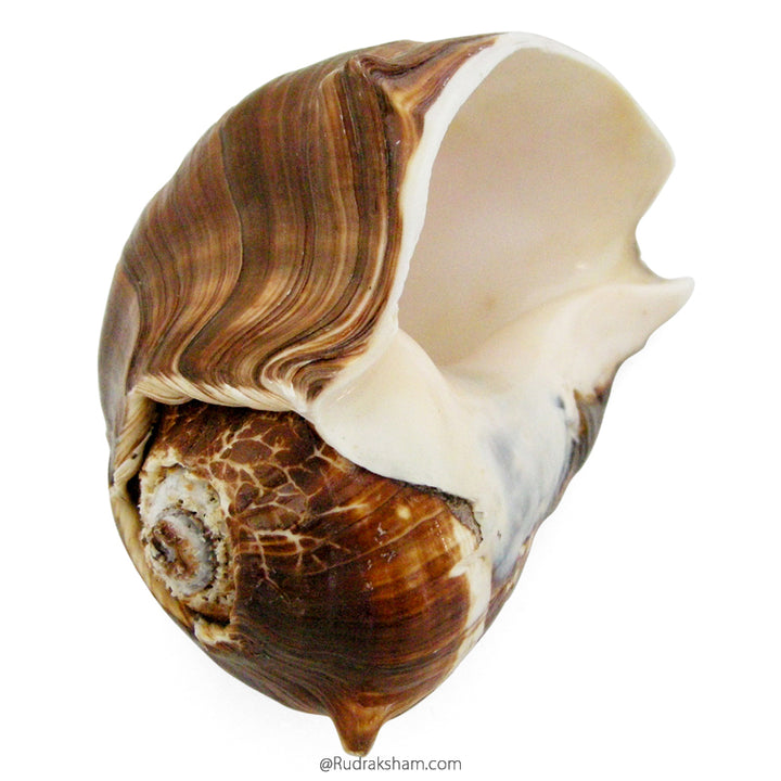  Natural Jal Sankha for Pooja | Vamavarti Left Handed Natural Shankh To Offer Water To God 