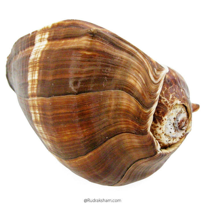 Conch Shell Brown