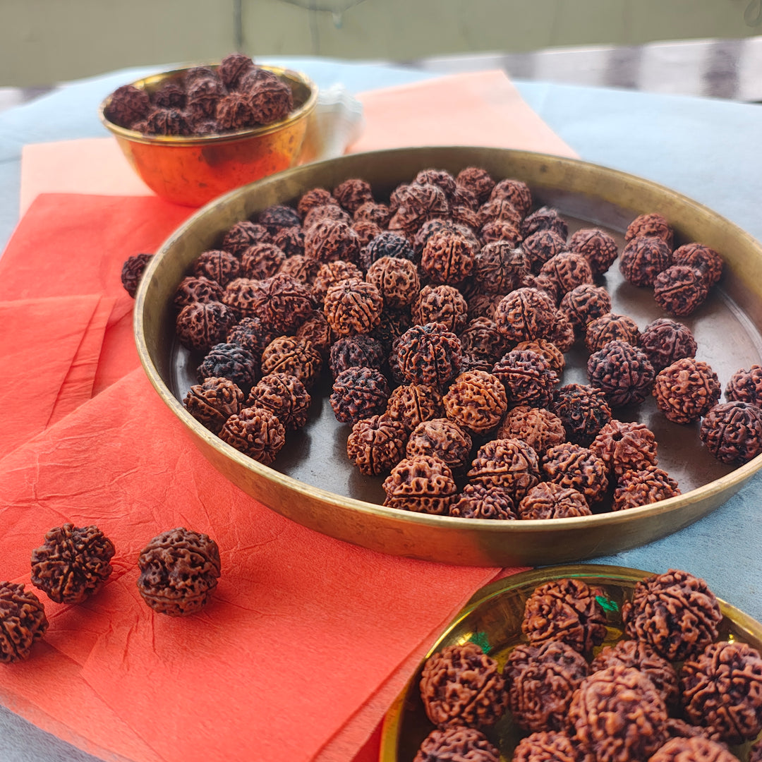 5 Mukhi Rudraksha Shravan Donation Pack – 100 Beads for Temples & Saints