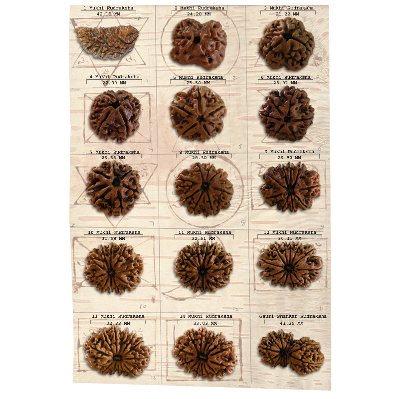 Rudraksha Beads Set from 1 to 14 Mukhi | Super Collector Rudraksha Beads Set from Nepal Bhoj Patra Rudraksha Yantra For Pooja Place
