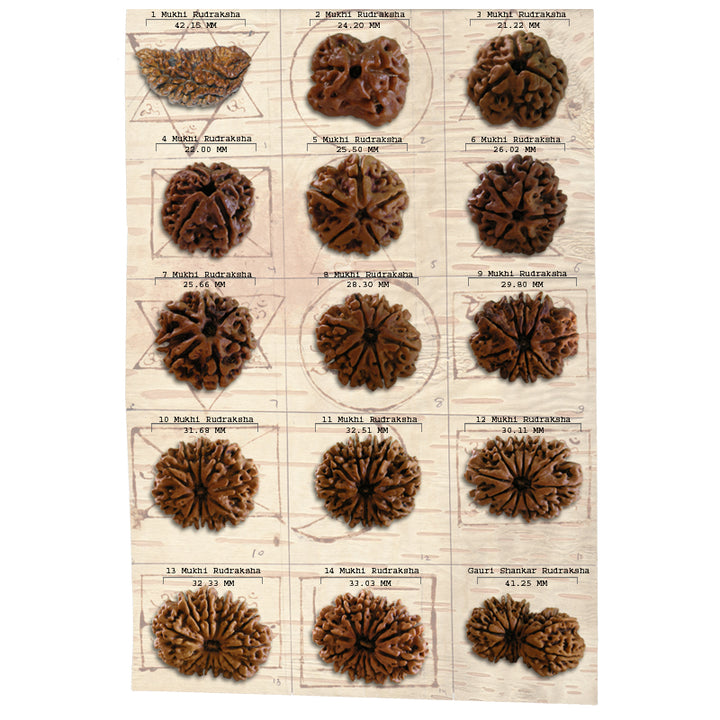 Rudraksha Beads Set from 1 to 14 Mukhi | Super Collector Rudraksha Beads Set from Nepal Bhoj Patra Rudraksha Yantra For Pooja Place