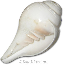 Vamavarti Shankha ( Conch Shell ) Small | Natural Blowing Shankh