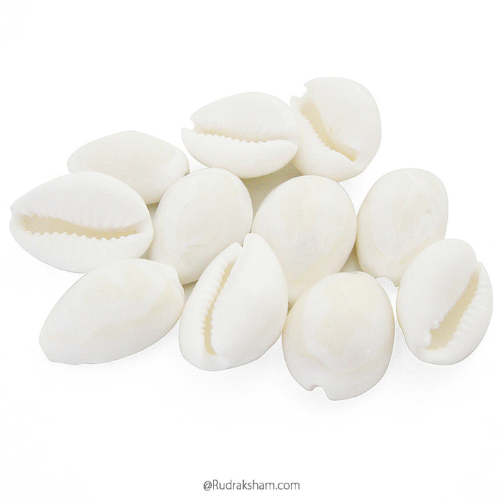 Kouri Shell Natural White Kaudi / Safed Kauri / Cowry, Cowrie, Kori, Kaudi Online ...