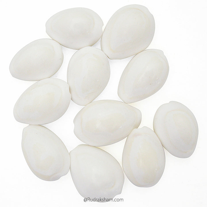  White Cowrie