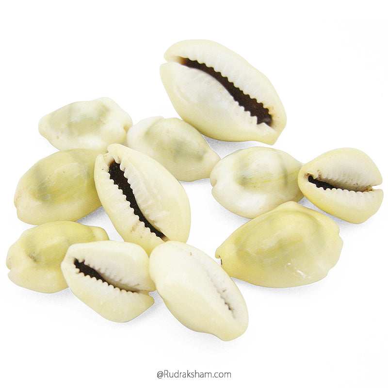 Yellow Kaudi / Peeli Kauri / Cowrie / Lakshmi Kaudi 11/21/108 Cowry Set ...