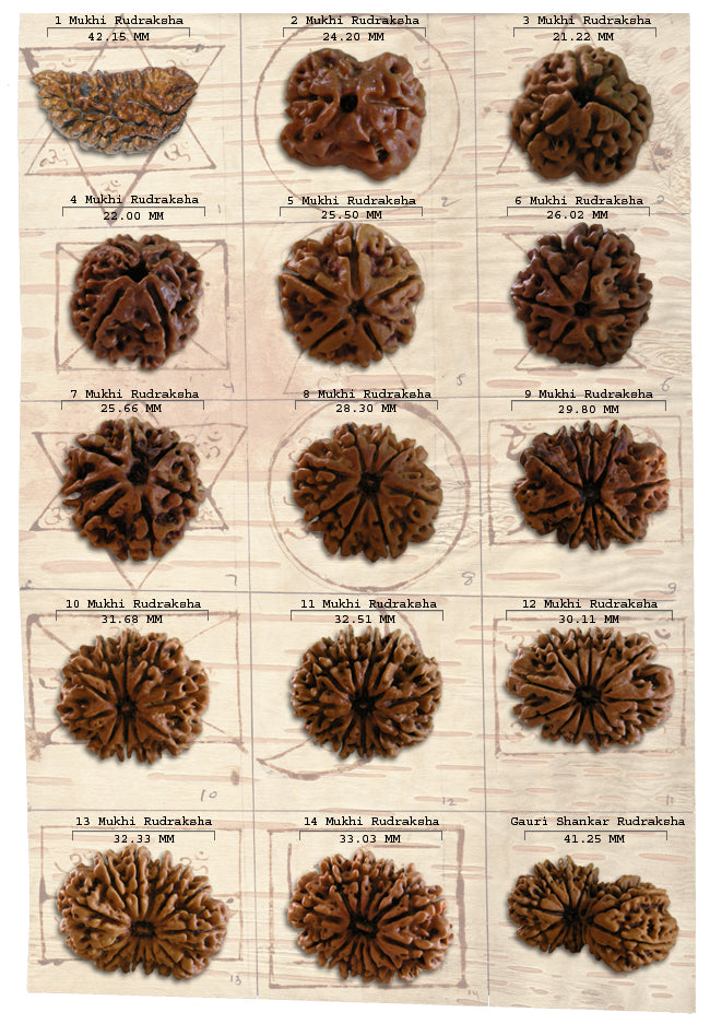 Rudraksha Beads Set from 1 to 14 Mukhi | Super Collector Rudraksha Beads Set from Nepal Bhoj Patra Rudraksha Yantra For Pooja Place