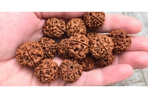 Rudraksha bеads