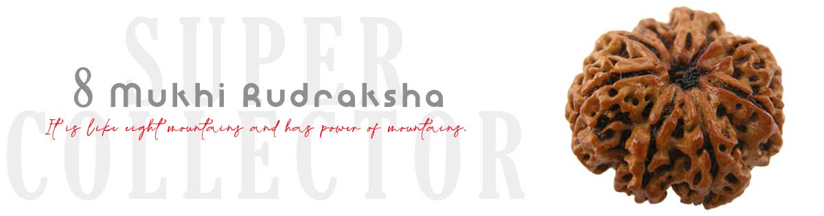 8 Mukhi Rudraksha 8 Mukhi Rudraksha