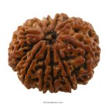 (28.34mm) 10 Mukhi Rudraksha Super Collector Bead | Dus Mukhi, Ten Faced Shiva Bead from Nepal - Narayan Rudraksha