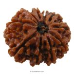 (29.29mm) 10 Mukhi Rudraksha Super Collector Bead | 10 Mukhi Rudraksha Bead | Dus Mukhi Nepali Rudraksha Bead | 10 Mukhi Rudraksha Mantra and Benefits