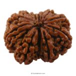 (31.86mm) 11 Mukhi Rudraksha Super Collector Bead | 11 Mukhi Rudraksha Bead | Buy Online 11 Faced Nepali Rudraksha, Energised, Natural and Original Eleven Mukhi - Super Collector Bead