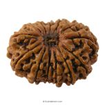 (30.67mm) 13 Mukhi Rudraksha Super Collector Bead | 13 Mukhi Rudraksha Bead | Terah Mukhi - Thirteen Faced - Rudraksha from Nepal 100% Authentic Pure Natural - Super Collector Bead