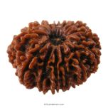 (30.79mm) 13 Mukhi Rudraksha Super Collector Bead | 13 Mukhi Rudraksha Bead | Terah Mukhi - Thirteen Faced - Rudraksha from Nepal 100% Authentic Pure Natural - Super Collector Bead