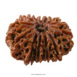(32.07mm) 13 Mukhi Rudraksha Super Collector Bead | 13 Mukhi Rudraksha Bead | Terah Mukhi - Thirteen Faced - Rudraksha from Nepal 100% Authentic Pure Natural - Super Collector Bead