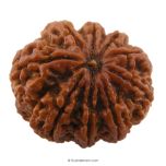 (26.19mm) 9 Mukhi Rudraksha Super Collector Bead | 9 Mukhi Rudraksha Bead | Nau Mukhi, Nine Faced Rudraksha Nepal Origin Super Collector Bead for Goddess Navdurga