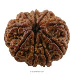 (26.70mm) 9 Mukhi Rudraksha Super Collector Bead | Nau Mukhi Rudraksha Bead | Nine Faced Rudraksha from Nepal | Energised 9 Mukhi Rudraksh