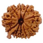 (25.28mm) 10 Mukhi Ganesh Nepal Rudraksha Bead | Buy Online Original Authentic And Pure Ten Mukhi Rudraksha Bead - 2