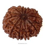 (28.21mm) 10 Mukhi Rudraksha Super Collector Bead | Dus Mukhi Rudraksha Bead, Ten Faced Rudraksha From Nepal | Energised 10 Mukhi Rudraksh